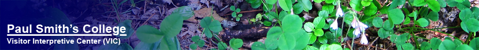 Adirondack Wildflowers: Twinflower in bloom along the Barnum Brook Trail (9 June 2012)